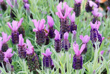 Load image into Gallery viewer, Lavender &#39;Anouk Purple Medley&#39;
