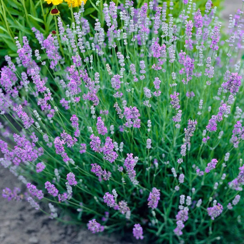 Lavender 'Blue Cushion'