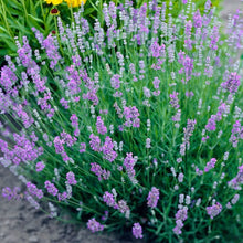Load image into Gallery viewer, Lavender &#39;Blue Cushion&#39;
