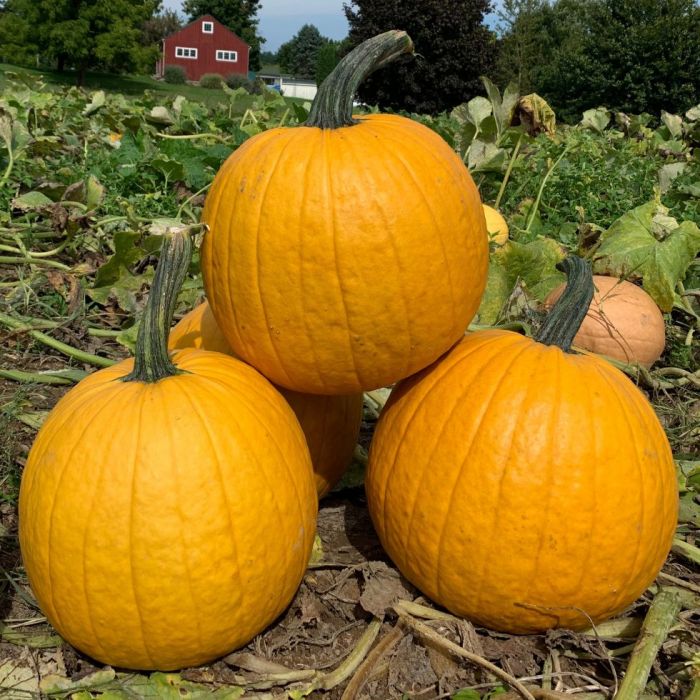 Pumpkin 'Lemonade'