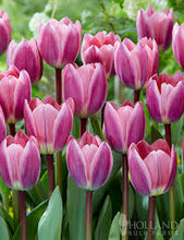 Load image into Gallery viewer, Tulip Darwin Hybrid &#39;Light and Dreamy&#39;
