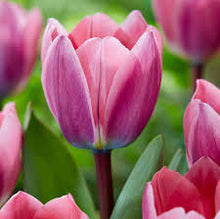 Load image into Gallery viewer, Tulip Darwin Hybrid &#39;Light and Dreamy&#39;
