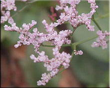 Load image into Gallery viewer, Limonium latifolium (Sea Lavender)
