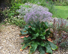 Load image into Gallery viewer, Limonium latifolium (Sea Lavender)
