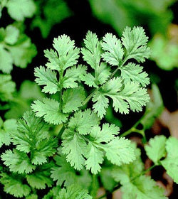 Herb Trio- Cilantro 'Calypso'