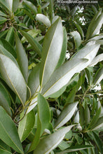 Load image into Gallery viewer, Magnolia &#39;Silver Mist&#39;
