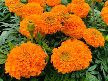 Load image into Gallery viewer, African Marigold
