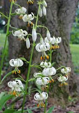 Load image into Gallery viewer, Lilium martagon ‘Guinea White’
