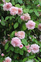 Load image into Gallery viewer, Climbing Rose 'Cecile Brunner'
