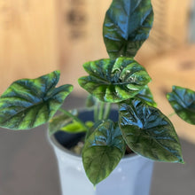 Load image into Gallery viewer, Alocasia &#39;Quilted Dreams&#39;
