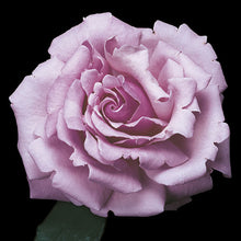 Load image into Gallery viewer, Rose &#39;Memorial Day™&#39;

