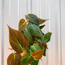 Load image into Gallery viewer, Philodendron Micans (Velvet Leaf)
