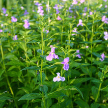 Load image into Gallery viewer, Mimulus ringens (Allegheny Monkey Flower)
