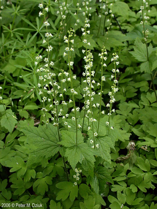 Mitella diphylla (Bishop's Cap)