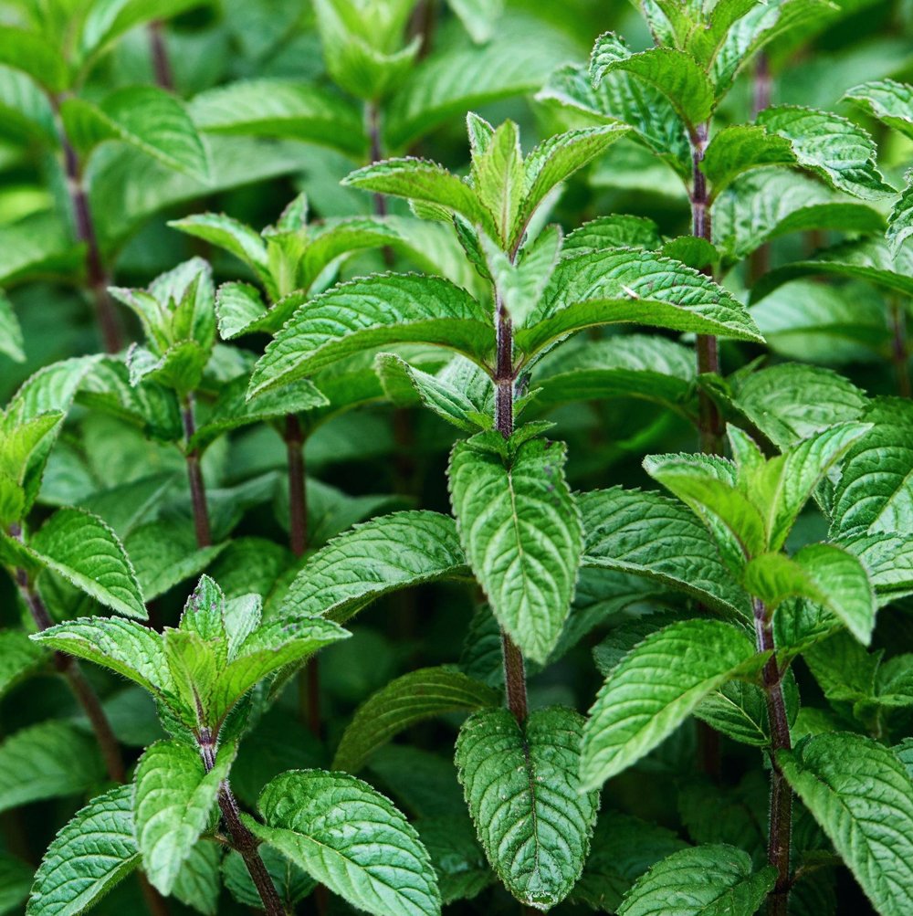 Fall Herb- Mint 'Mojito'