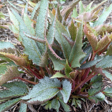 Load image into Gallery viewer, Helleborus &#39;Pike&#39;s Peak&#39;
