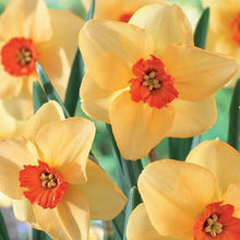 Load image into Gallery viewer, Daffodil &#39;Altruist&#39;
