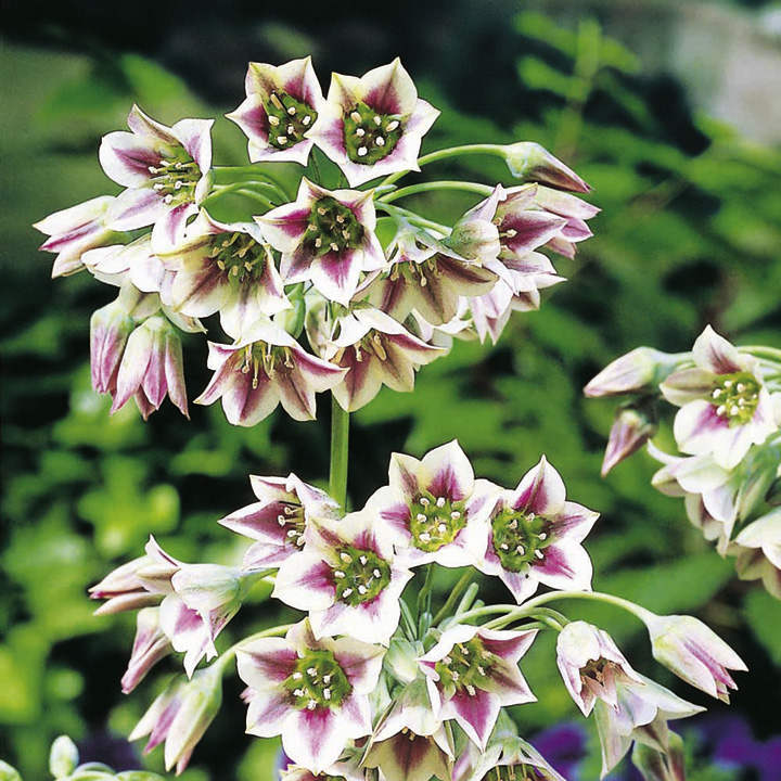 Nectaroscordum (Allium siculum)