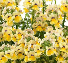 Load image into Gallery viewer, Nemesia
