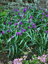 Load image into Gallery viewer, Tradescantia 'Concord Grape'
