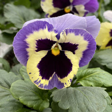 Load image into Gallery viewer, Fall Pansy
