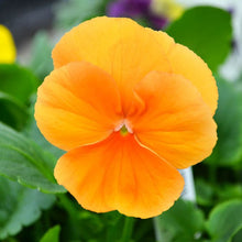 Load image into Gallery viewer, Fall Pansy
