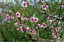 Load image into Gallery viewer, Peach Tree &#39;White Lady Dwarf&#39;
