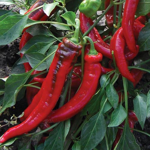 Pepper 'Jimmy Nardello's'