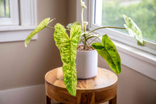 Load image into Gallery viewer, Philodendron &#39;Paraiso Verde&#39;
