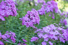 Load image into Gallery viewer, Phlox paniculata
