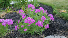 Load image into Gallery viewer, Phlox pilosa (Downy Phlox) - Brandywine Cottage Collection
