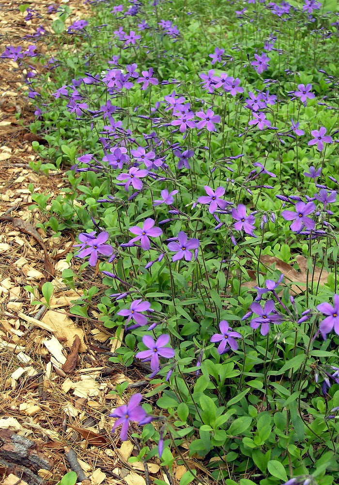 Phlox stolonifera (Creeping Phlox)