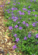 Load image into Gallery viewer, Phlox stolonifera (Creeping Phlox)
