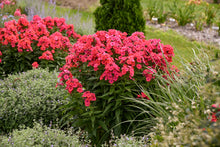 Load image into Gallery viewer, Phlox 'Flame Coral'
