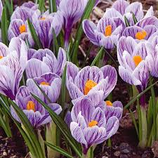 Crocus 'Pickwick'