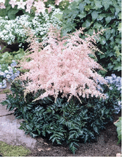 Load image into Gallery viewer, Astilbe &#39;Pink Lightning&#39;
