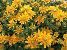 Load image into Gallery viewer, Annual Rudbeckia &#39;Prairie Sun&#39;

