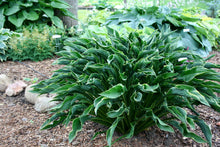 Load image into Gallery viewer, Hosta 'Praying Hands'
