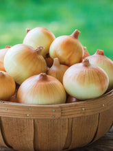 Load image into Gallery viewer, Onion &#39;Candy&#39; - 6 pack
