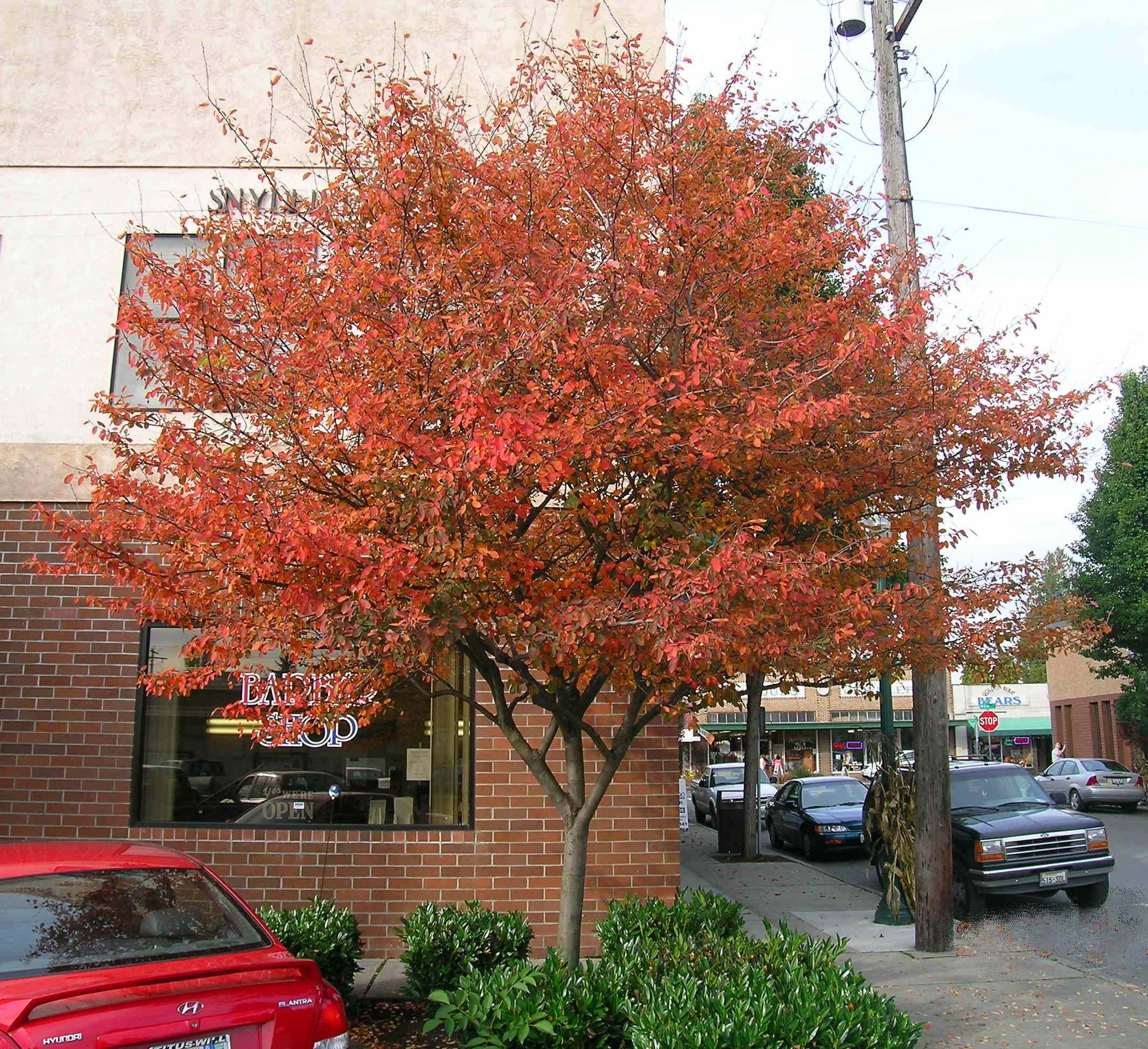 Serviceberry 'Autumn Brilliance'