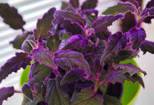 Load image into Gallery viewer, Gynura &#39;Purple Passion&#39;
