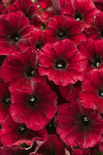 Load image into Gallery viewer, SUPERTUNIAS®
