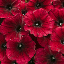Load image into Gallery viewer, SUPERTUNIAS®
