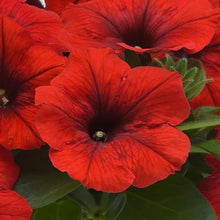 Load image into Gallery viewer, Wave Petunia
