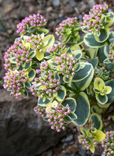 Load image into Gallery viewer, Sedum 'Lime Twister'
