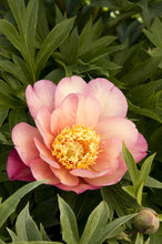 Load image into Gallery viewer, Peony &#39;Itoh Julia Rose&#39;

