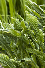 Load image into Gallery viewer, Hosta &#39;Praying Hands&#39;
