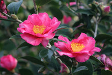 Load image into Gallery viewer, Camellia 'Kanjiro'
