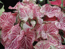Load image into Gallery viewer, Caladium 'Peppermint'
