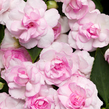Load image into Gallery viewer, Double Impatiens
